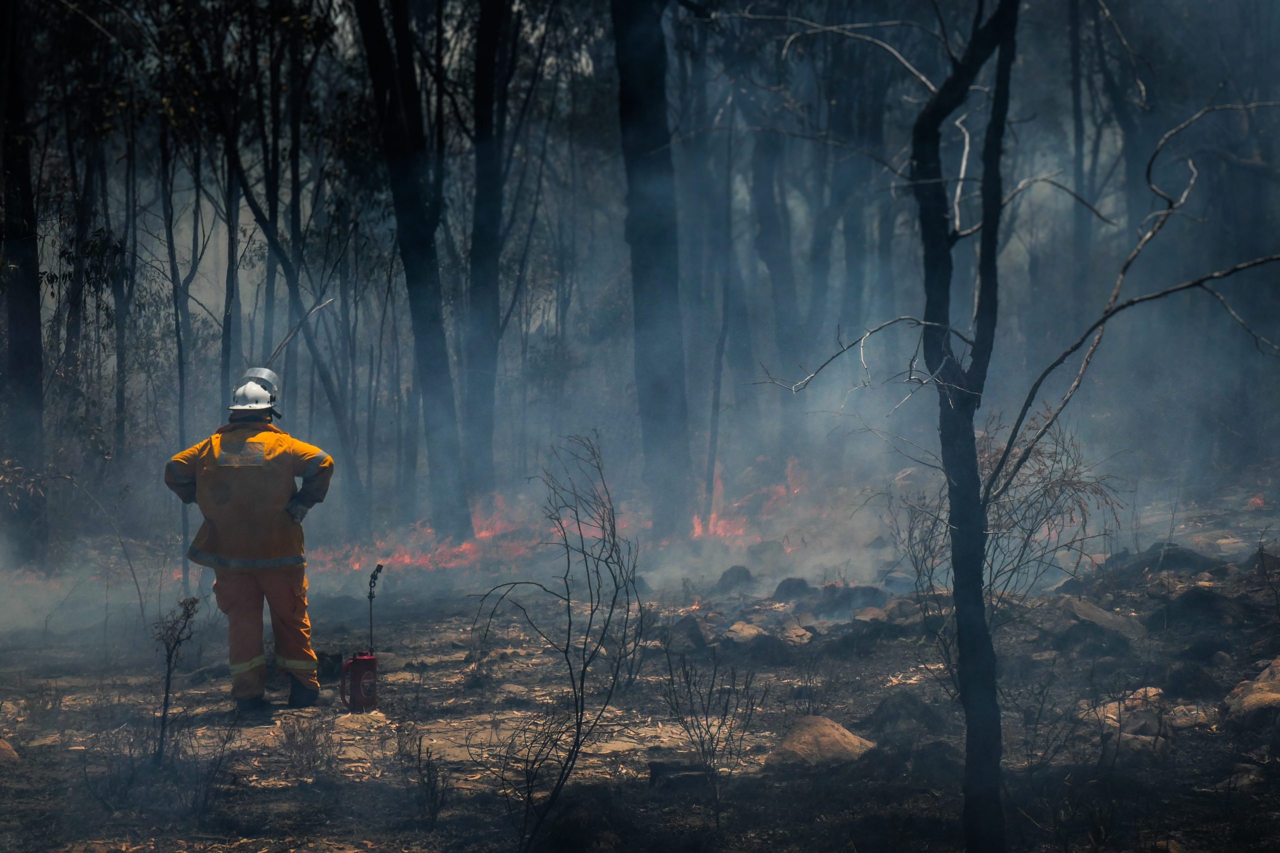 A firefighter observing a wildfire in a forest